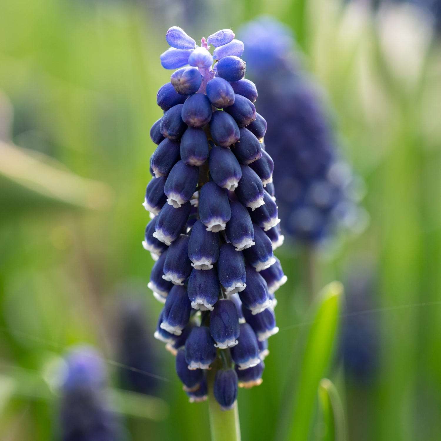 Traubenhyazinthe 'Night Eyes' - Perlehyacinter
